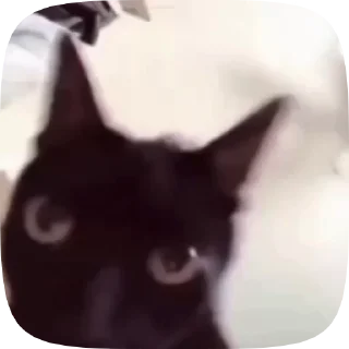 😾