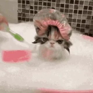 🐱🫧🧼🛁 @this_is_sticker_party