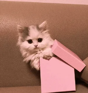 🐾