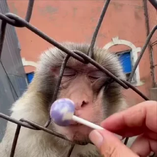 🌟