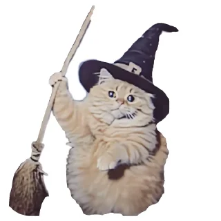 🐱