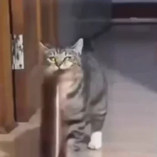🐈