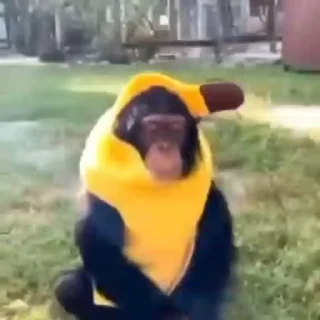 🐵