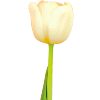 🌷