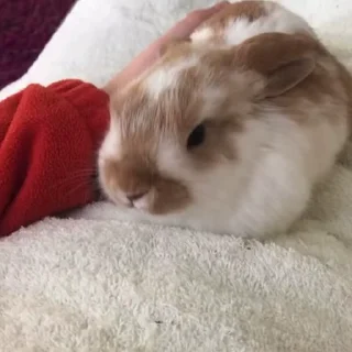 🥛
