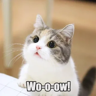 😼