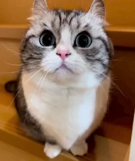 🐈