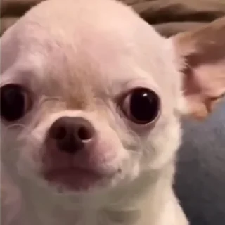 🤩