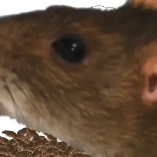 🐀