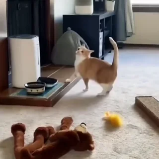 🐈