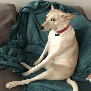 🐶