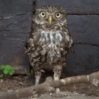 🦉