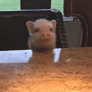 🐷