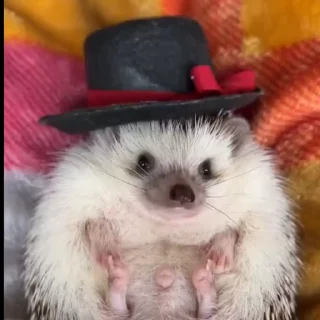 🦔