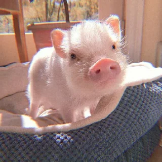 🐽