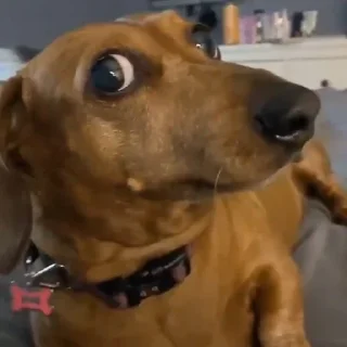 🐶