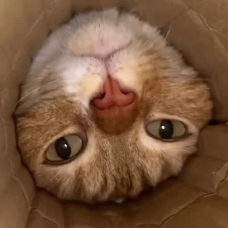 🐈‍⬛️