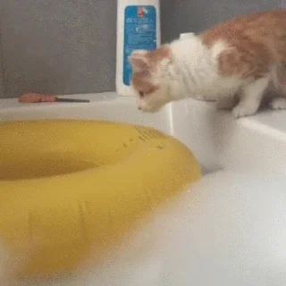 🐱