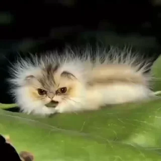 🤩