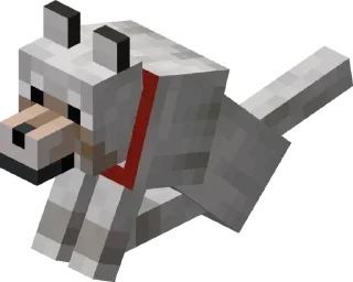 🐶