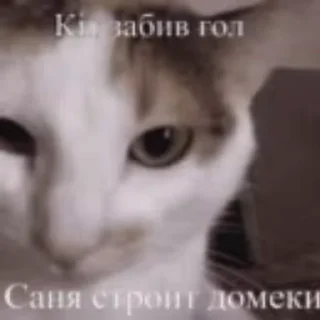 😼