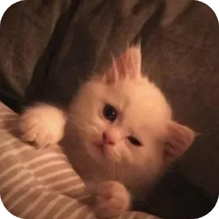 🐱