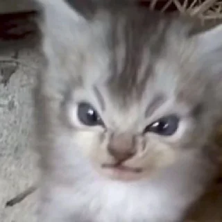 😡