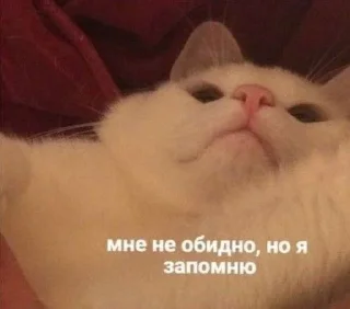 🐱
