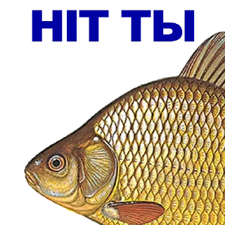 🐠