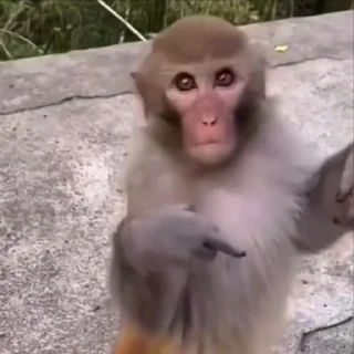 🌟