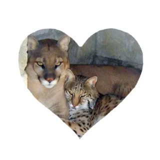 🐱