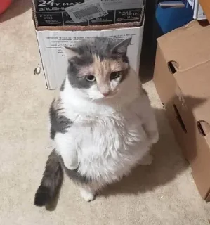 🥺