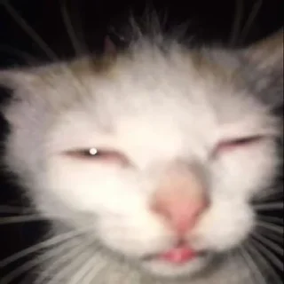 😸