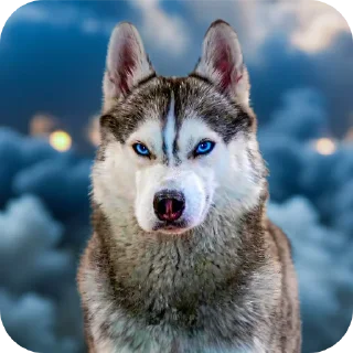 🐶