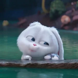 🐰