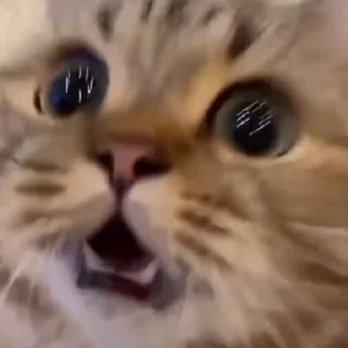 🐈
