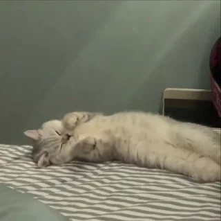 🌟