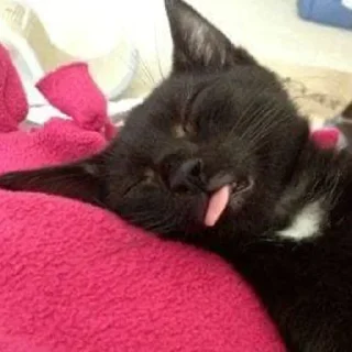 🐈‍⬛