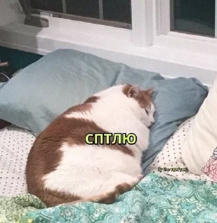 🐱