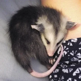 😴