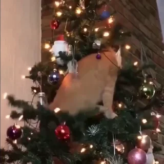 🐱