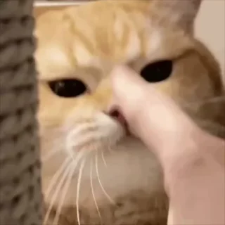 🤥