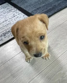 🥺