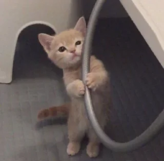 🐱
