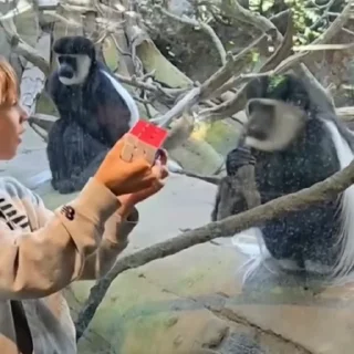 🐒
