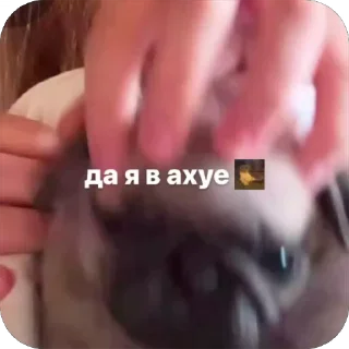 бобры добры