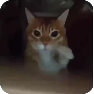 🤩
