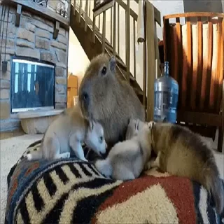 🐕