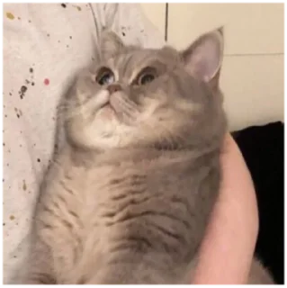 🥺