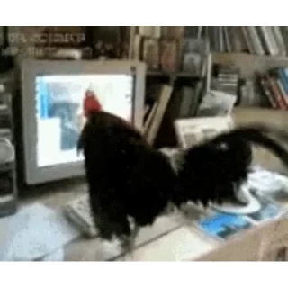 🐔